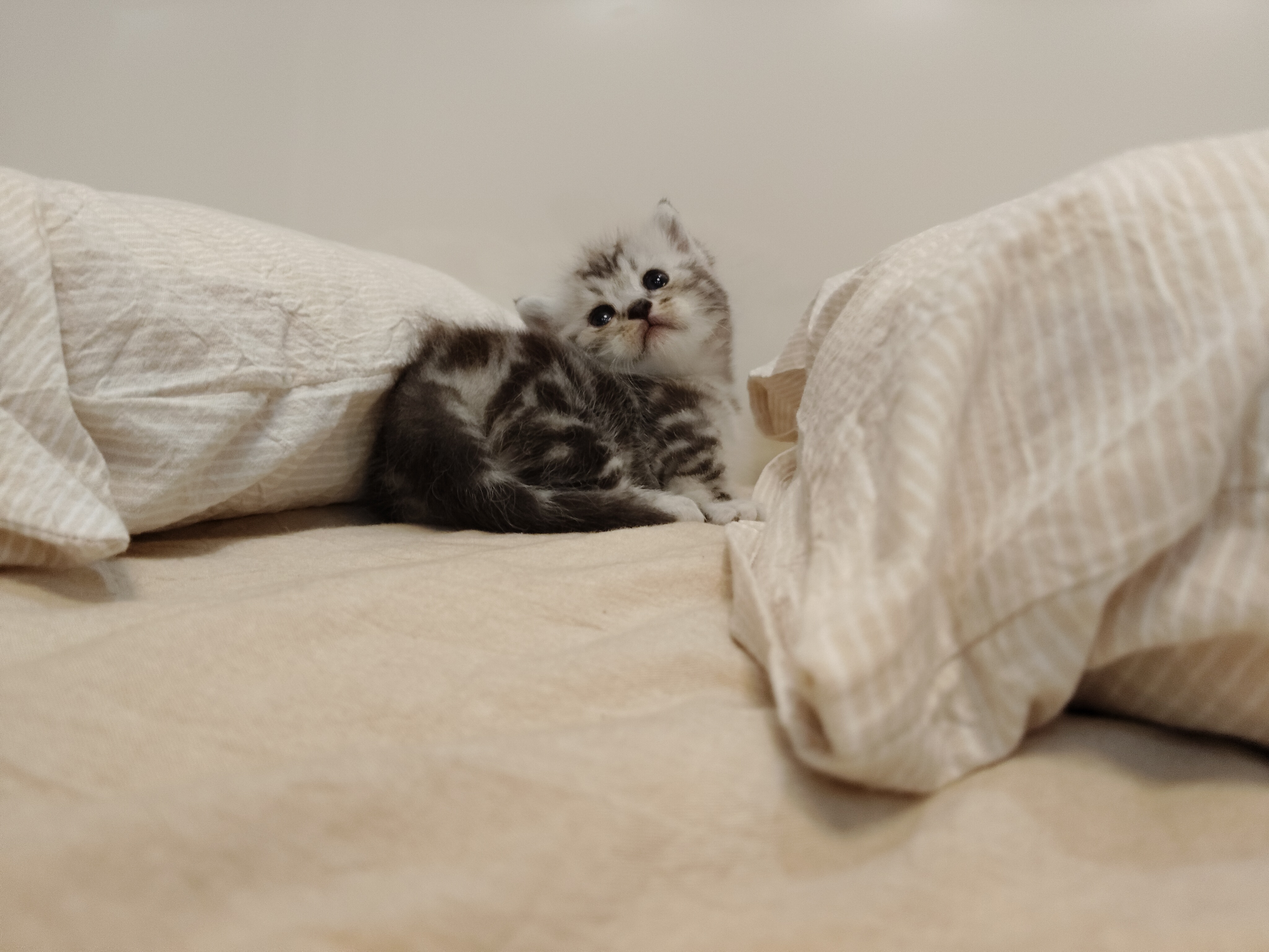 美短虎斑矮脚 妹妹
